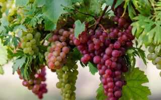 Why grapes are useful for the body, properties and contraindications