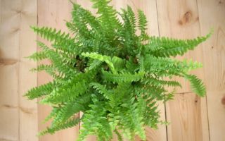 Home fern: benefits and harms, useful properties, signs