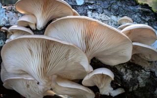 Why oyster mushrooms are useful: cooking and reviews