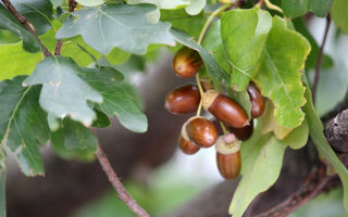 How can oak acorns be used and useful for humans