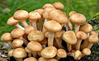 Why honey mushrooms are useful for the body