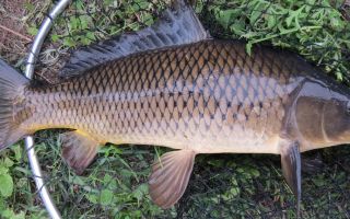 Carp: beneficial properties of fish, chemical composition