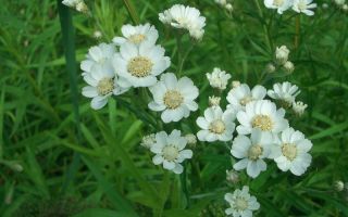 Manfaat dan keburukan dari sneezer biasa (rumput bersin)