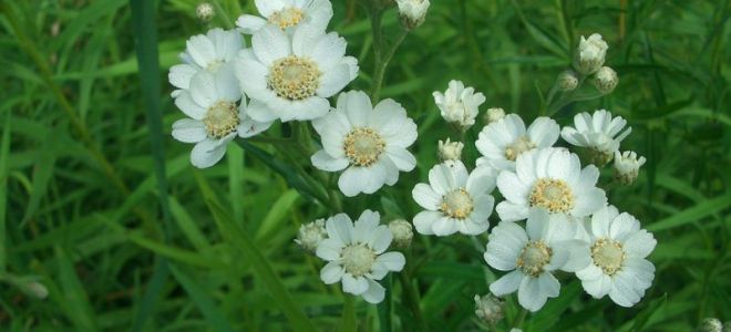 The benefits and harms of the common sneezer (sneeze grass)