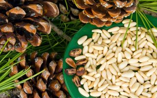 Pine nut cake: mga kapaki-pakinabang na katangian, resipe