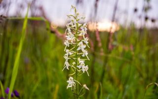 Night violet (lubka double-leaved): medicinal properties, application