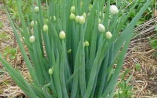 What is the use of a fisty onion (batun onion) for humans and contraindications