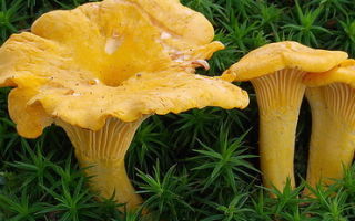 Mengapa chanterelles berguna dan cara memasaknya dengan enak