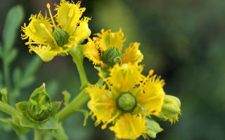 Ruta herbs: mga nakapagpapagaling na katangian, larawan at kontraindiksyon