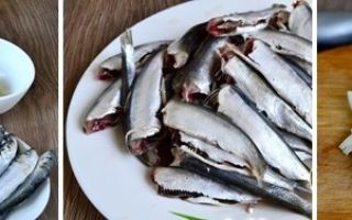 Why is sprat useful and how to cook it in tomato sauce