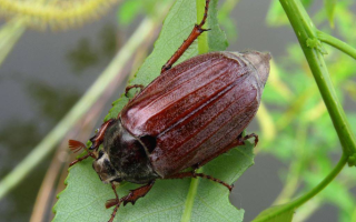 Why is the May beetle harmful and how to deal with it