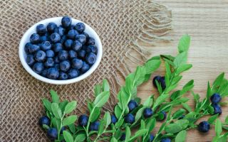 Useful properties of blueberry leaves and contraindications