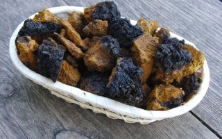 Birch chaga: faedah dan kemudaratan, sifat perubatan, cara pengambilan, foto, ulasan