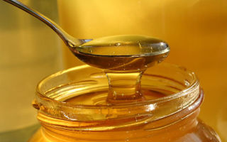 Honey: useful and medicinal properties, contraindications