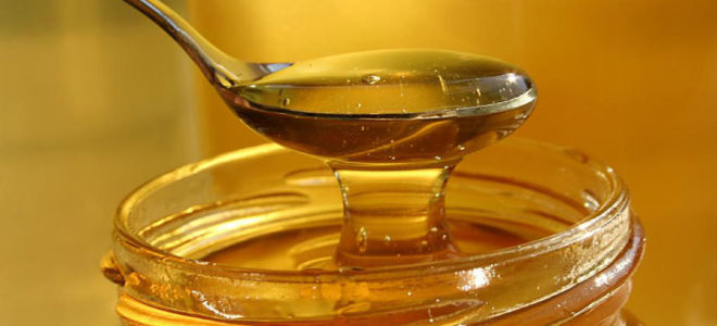 Honey: useful and medicinal properties, contraindications