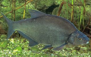 Useful properties of bream