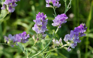 Alfalfa: useful properties and contraindications for women, photo