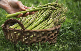 Why asparagus is useful and how to cook it