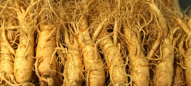 Tinctura de ginseng, proprietăți pentru bărbați și femei, cum să luați