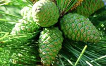 Mga pine cone: mga benepisyo at pinsala, mga medikal na resipe na may mga larawan