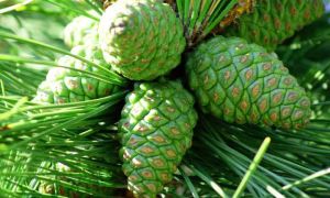 Mga pine cone: mga benepisyo at pinsala, mga gamot na pang-gamot na may mga larawan