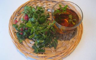 Useful properties of lingonberry leaves and contraindications