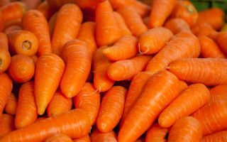 Why carrots are useful, medicinal properties and contraindications