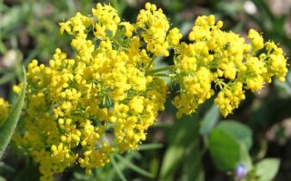 Bedstraw: useful properties, application, photos, reviews