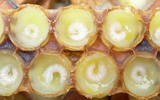 Royal jelly: mga benepisyo at pinsala, paggamit, contraindications