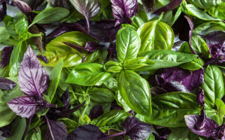 Health benefits and harms of basil