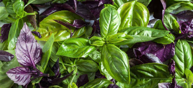 The health benefits and harms of basil