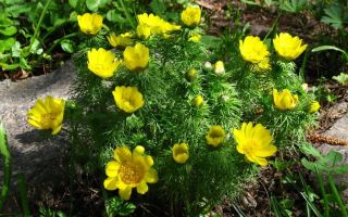 Adonis (adonis): medicinal properties and contraindications, reviews on use