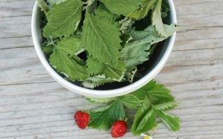 Useful properties of strawberry leaves and contraindications