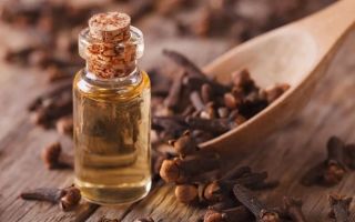 Clove essential oil: properties and uses