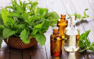 Applying peppermint and meadow mint essential oil for face