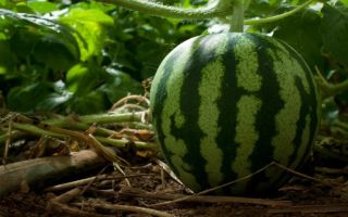 Why is watermelon useful for the body