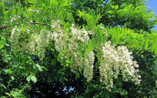 Acacia: benefits and harms, medicinal properties