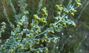 Wormwood: beneficial properties and uses, how to take