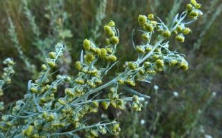 Wormwood: beneficial properties and uses, how to take