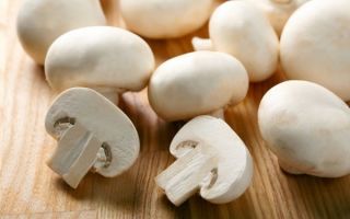 Champignon: kebaikan dan keburukan untuk badan, cara memasak