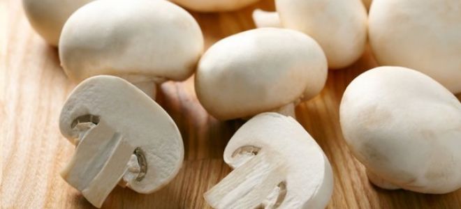 Champignons: beneficii și daune pentru corp, cum să gătești