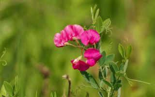 China meadow: benefits, use in folk medicine, photo