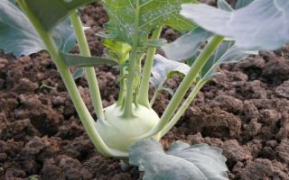 Kohlrabi: useful properties and contraindications