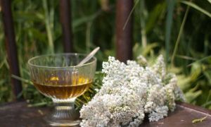 What diseases and what helps yarrow