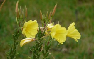 Medicinal properties of the biennial evening primrose plant (evening primrose)