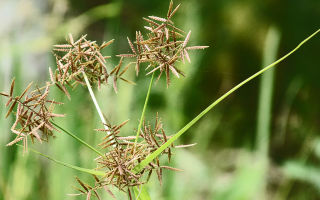 Raw filmy and nut grass: composition, useful properties, application