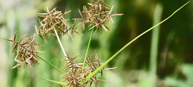 Rumput dan kacang tanah mentah: komposisi, sifat berguna, aplikasi