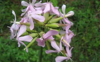 Gamot na soapstone: paglalarawan ng botanical, mga pag-aari, larawan ng halaman