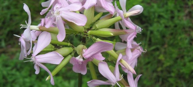 Șaponie medicinală: descriere botanică, proprietăți, fotografie a plantei