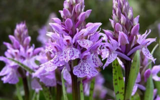 Orchis: application in folk medicine, how is it useful for men and women, how to drink, photo